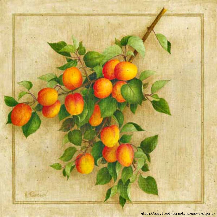 vincent-perriol-abricots-du-roussillon (700x700, 319Kb)