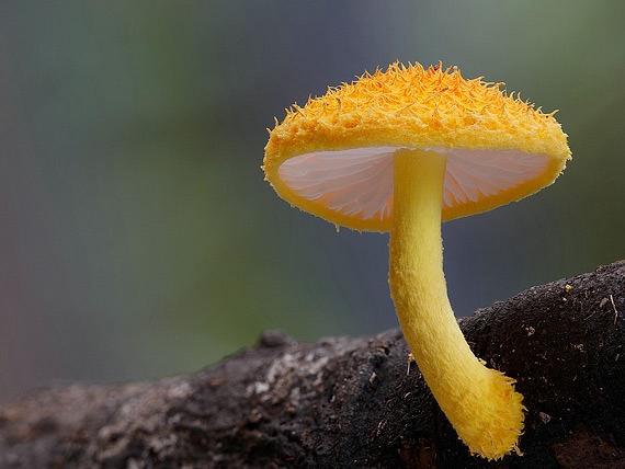 редкие виды грибов фото 4 (570x428, 114Kb)