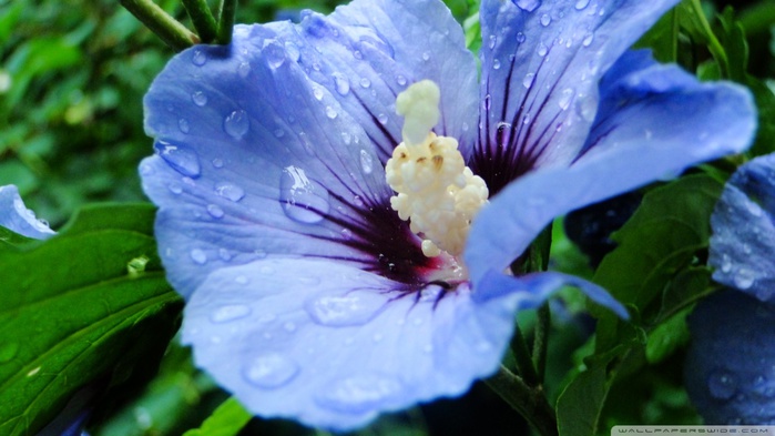 blue_flower_with_drops-wallpaper-1024x576 (700x393, 94Kb)