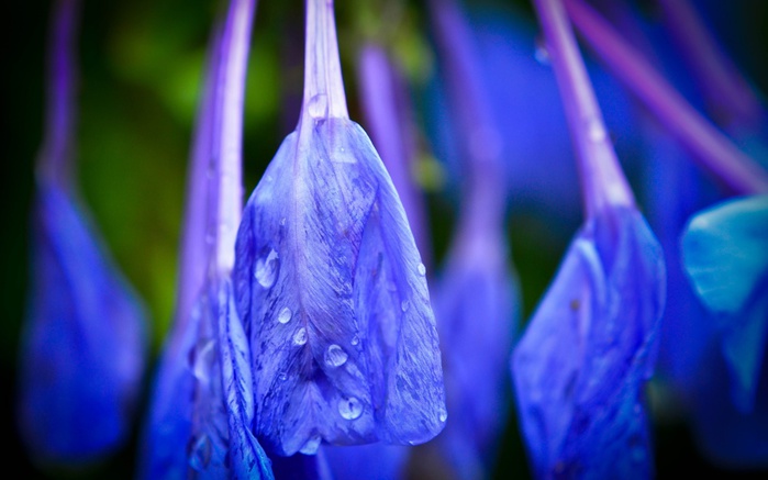 blue_flower-1280x800 (700x437, 79Kb)