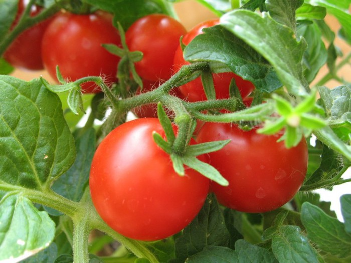 vy-rashhivanie-pomidorovvteplitse (700x525, 90Kb)