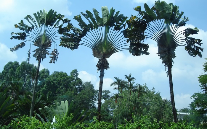 jungle-palm-trees-71939 (700x437, 158Kb)