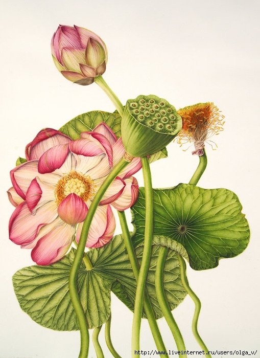 4964063_Nelumbo_nucifera_800 (509x700, 228Kb)