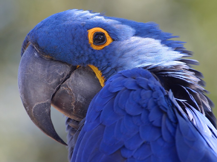 parrot-blue (700x525, 344Kb)