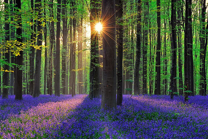 bluebells-blooming-hallerbos-forest-belgium-7 (700x467, 241Kb)