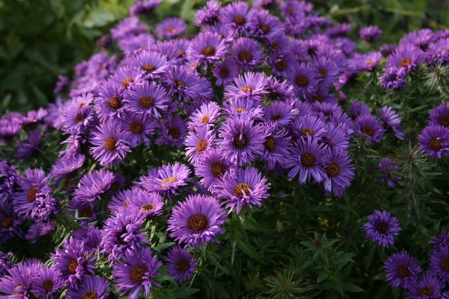 Моим друзьям лирушникам aster-novae-angliae-purple-dome-aster-de-la-nouvelle-angleterre (640x427, 282Kb)