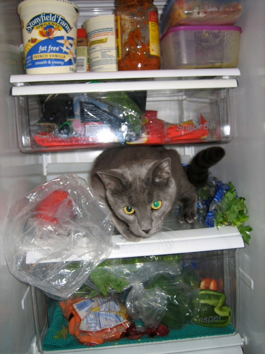 catfridge05 (525x700, 454Kb)