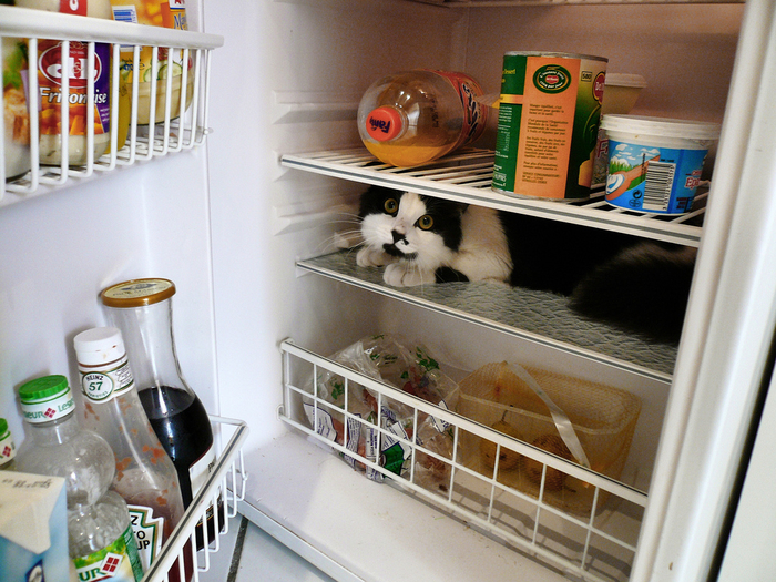 catfridge02 (700x525, 524Kb)