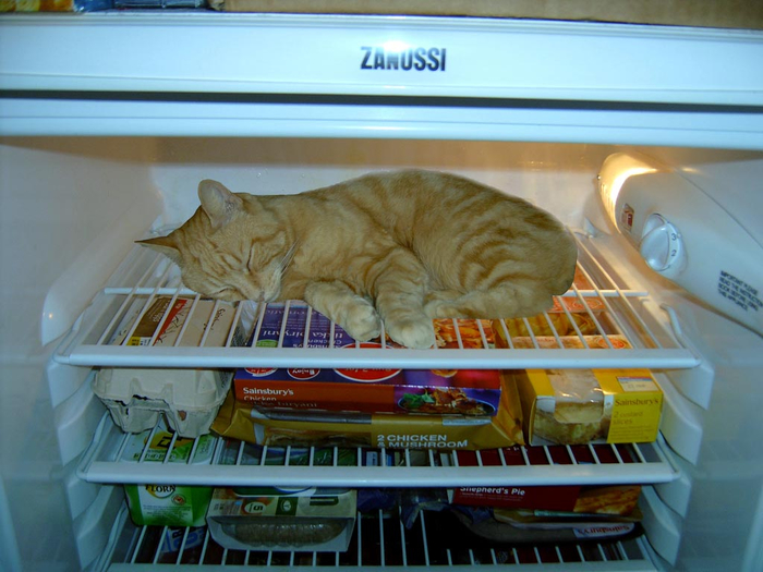 catfridge07 (700x525, 357Kb)