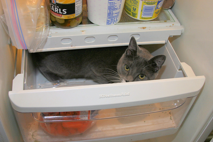 catfridge06 (700x466, 414Kb)