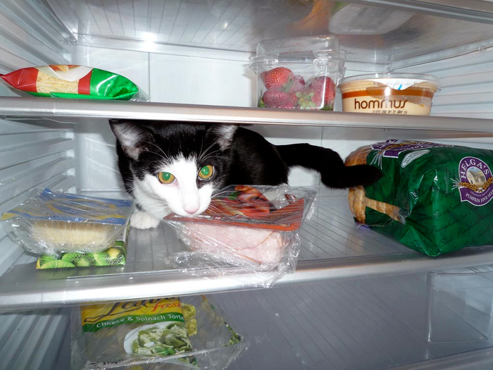 catfridge08 (700x525, 350Kb)