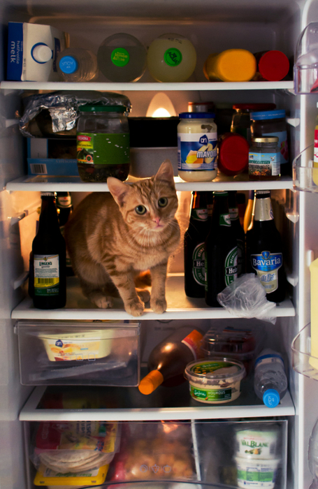 catfridge10 (455x700, 373Kb)