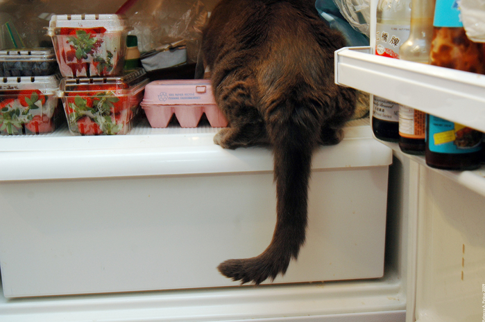 catfridge15 (700x465, 370Kb)