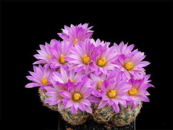 Цветение кактусов (570x428, 40Kb)
