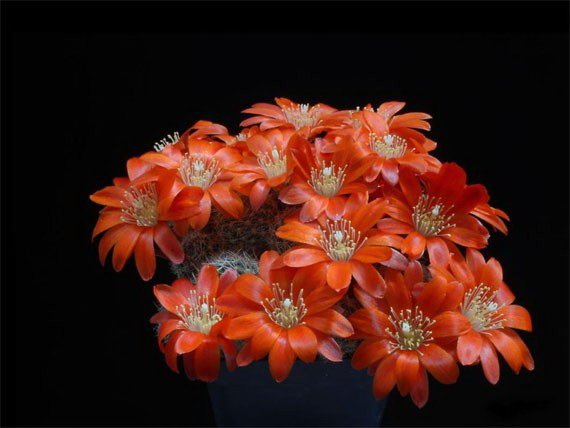 Цветение кактусов (570x428, 37Kb)