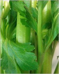 44335813_1243413442_20080609celery02.jpg