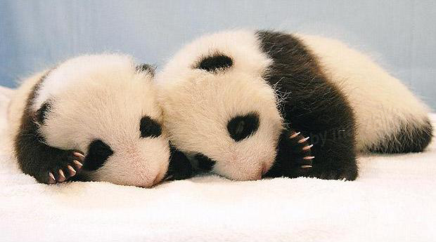 Детеныш панды