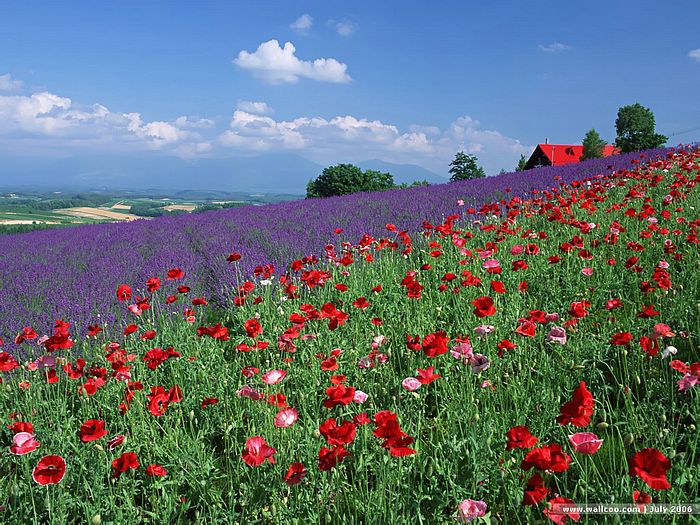  (700x525, 126Kb)