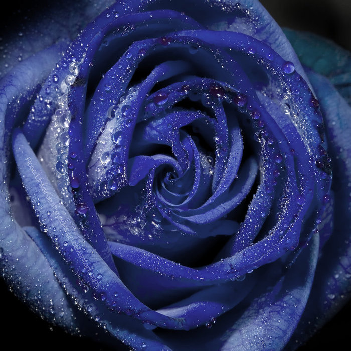 36607724_35066053_1226339454_23179633_1208698896_Rose_Universe_by_eyedesign (700x700, 138Kb)