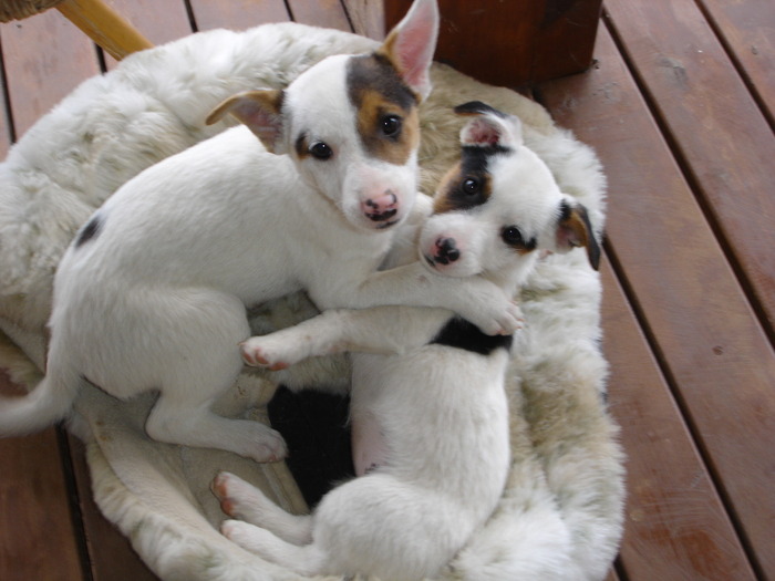 46896420_puppies_002.JPG