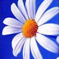  (120x120, 26Kb)