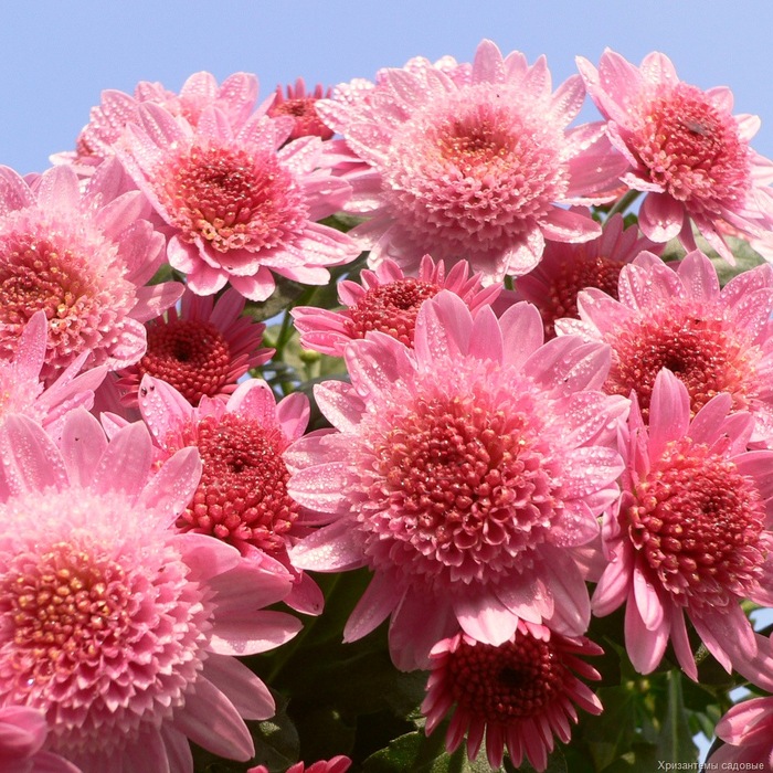 http://img0.liveinternet.ru/images/attach/c/0//48/414/48414960_chrysanthemum1.jpg