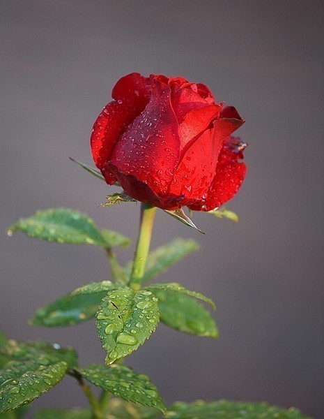 http://img0.liveinternet.ru/images/attach/c/0//48/445/48445484_0_12488_a5c2d9e6_XL1.jpg