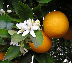 http://img0.liveinternet.ru/images/attach/c/0//52/259/52259097_apelsin.jpg