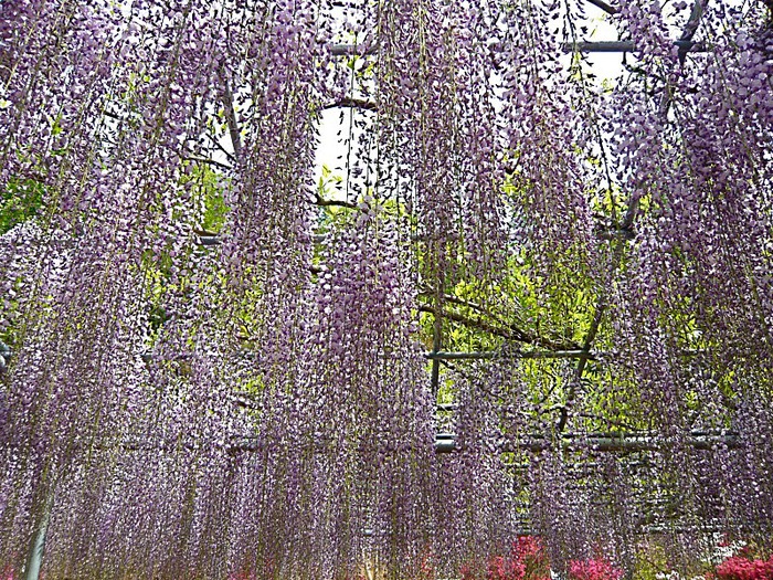 Японский Парк цветов Асикага (Ashikaga Flower Park) -2 36807