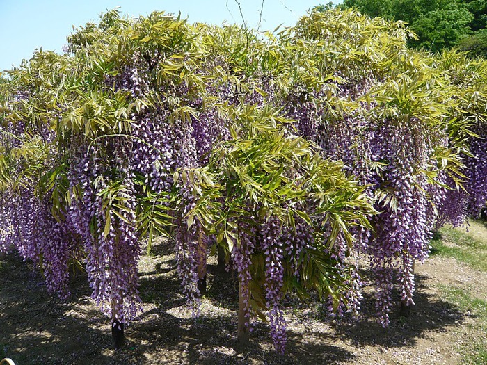 Японский Парк цветов Асикага (Ashikaga Flower Park) -2 65034