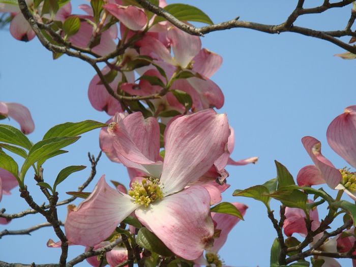 Японский Парк цветов Асикага (Ashikaga Flower Park) -2 62568