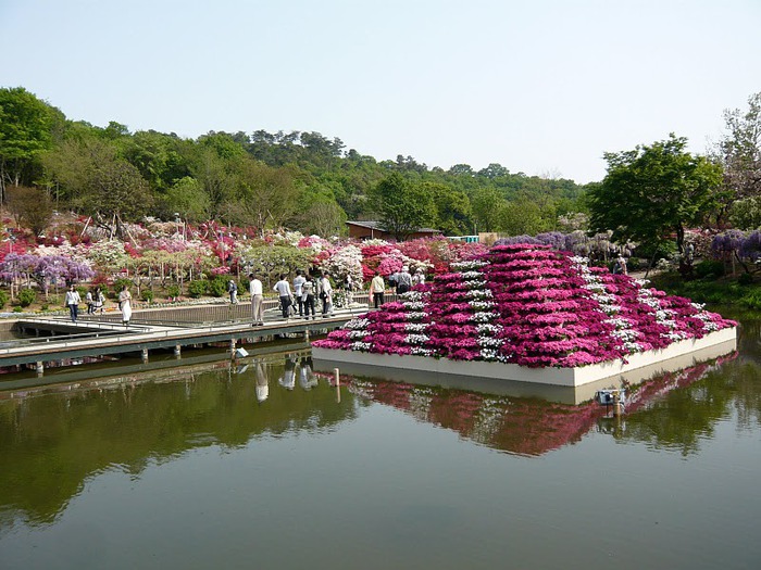 Японский Парк цветов Асикага (Ashikaga Flower Park) -2 29434