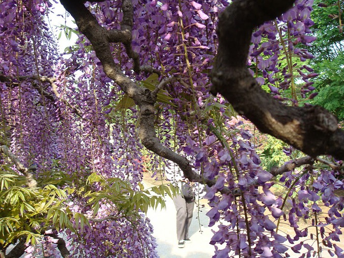 Японский Парк цветов Асикага (Ashikaga Flower Park) -2 49506