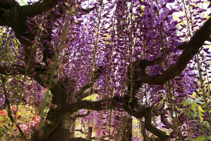 Японский Парк цветов Асикага (Ashikaga Flower Park) -2 10210