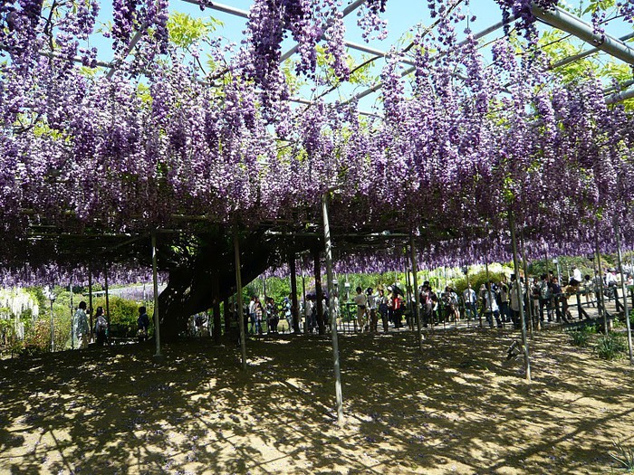Японский Парк цветов Асикага (Ashikaga Flower Park) -2 34248