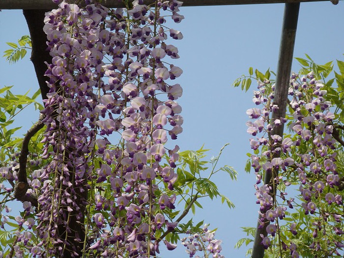 Японский Парк цветов Асикага (Ashikaga Flower Park) -2 91675