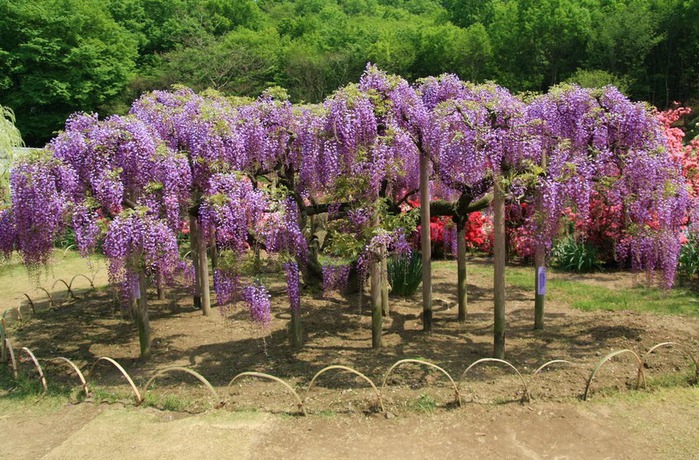 Японский Парк цветов Асикага (Ashikaga Flower Park) -2 98062