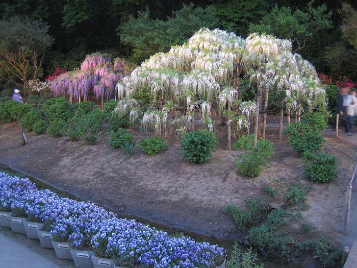 Японский Парк цветов Асикага (Ashikaga Flower Park) -2 88908