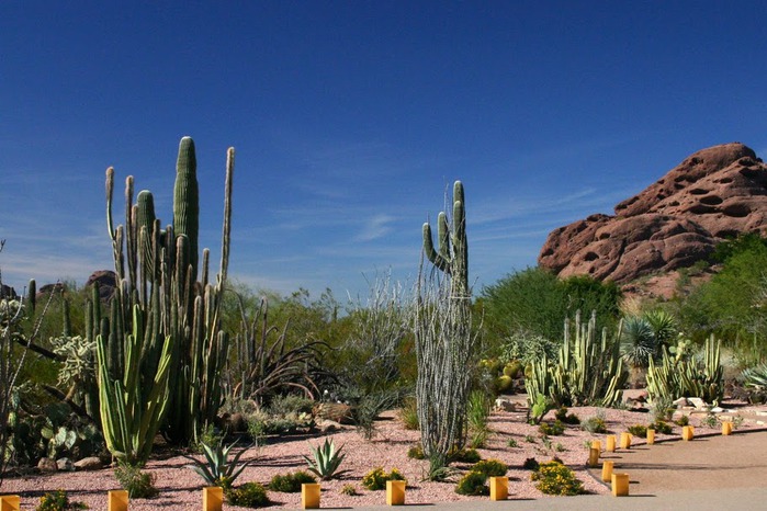 Стеклянные скульптуры Дейла Чихули в пустыне Феникс, Аризона 99464