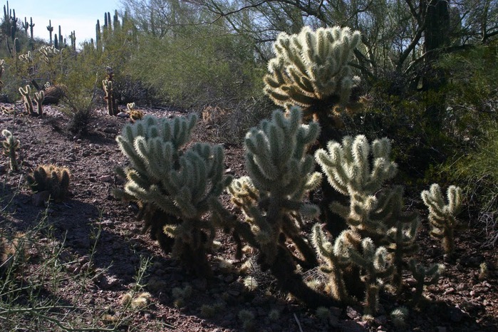 Стеклянные скульптуры Дейла Чихули в пустыне Феникс, Аризона 28553