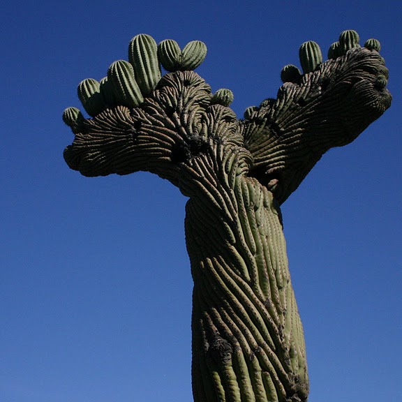 Стеклянные скульптуры Дейла Чихули в пустыне Феникс, Аризона 53313