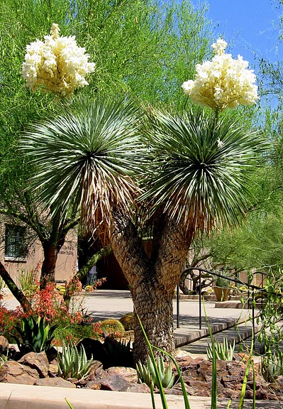 Стеклянные скульптуры Дейла Чихули в пустыне Феникс, Аризона 95413