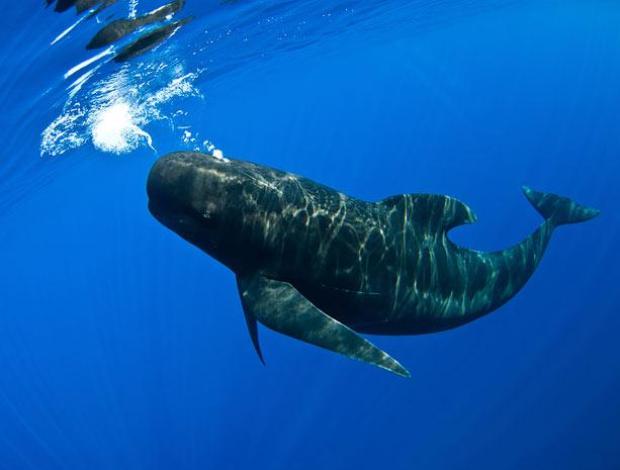 Сближение с китами в Гибралтарском проливе