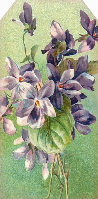 4964063_Floral_tag__violets__lilacnlavender (346x700, 246Kb)