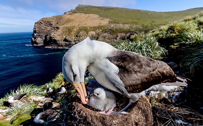 Детёныши животных на Фолклендских островах