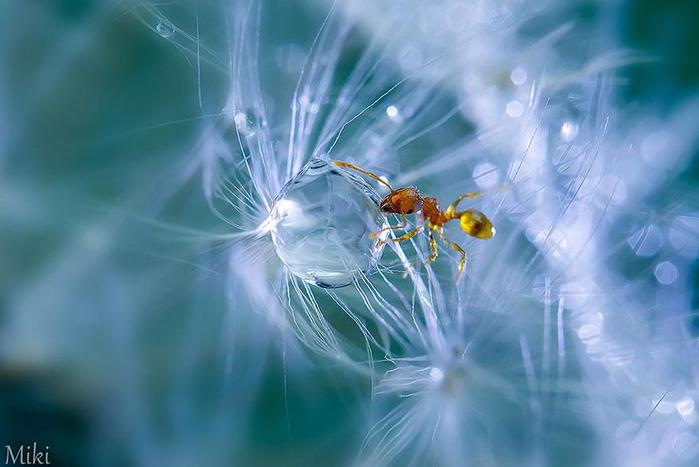 macro-photography-miki-asai-3 (700x467, 35Kb)