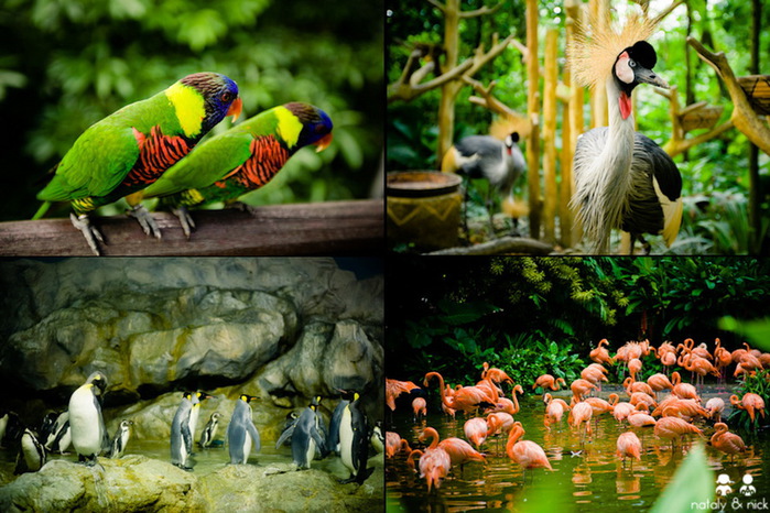 2009_sin_birdpark1 (700x466, 156Kb)