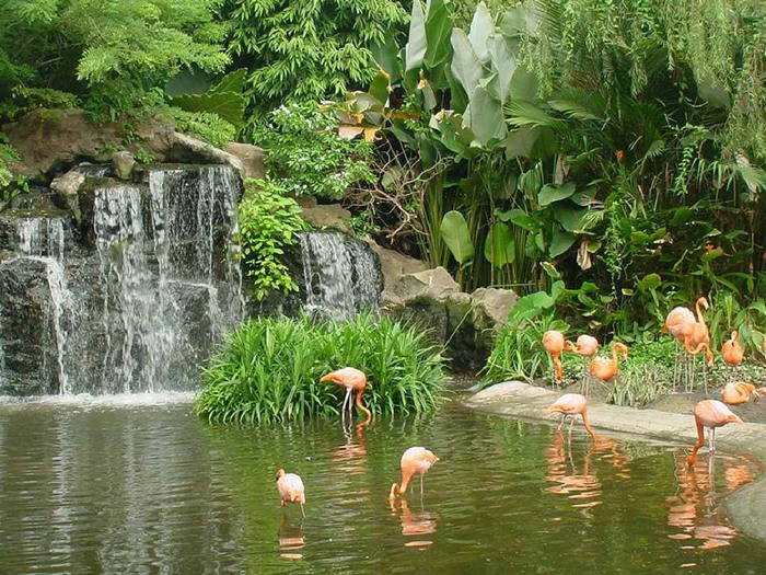 Jurong_Bird_Park- (700x525, 176Kb)