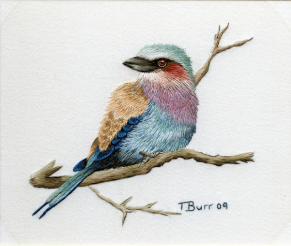 1308995395_lilac-breasted-roller1 (570x509, 182Kb)