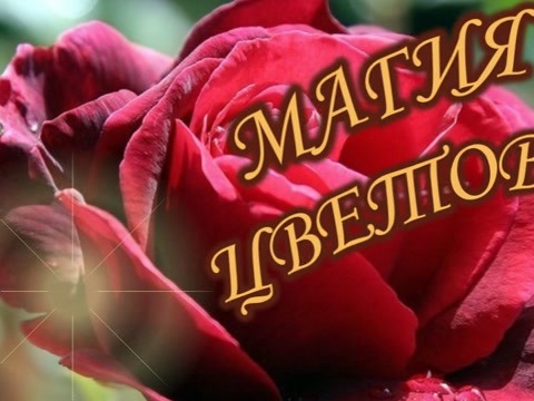 магия цветов (480x360, 45Kb)